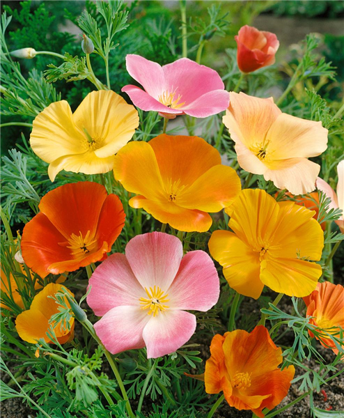 ESCHSCHOLZIA CALIFORNICA SIMPLE MIXED
