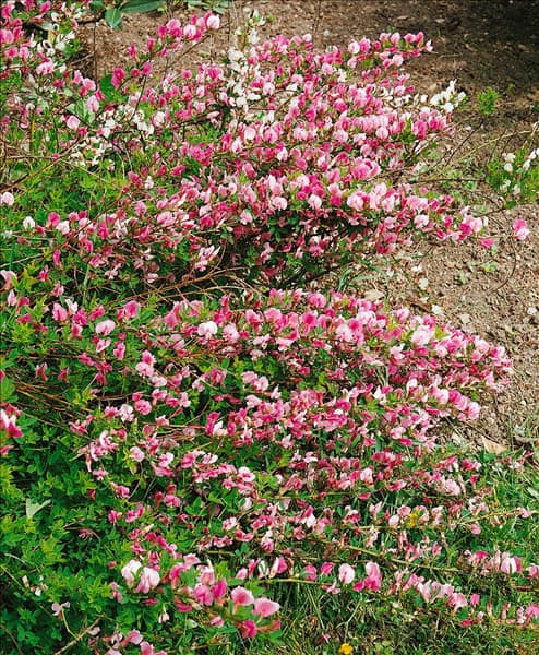 Chamaecytisus purpureus