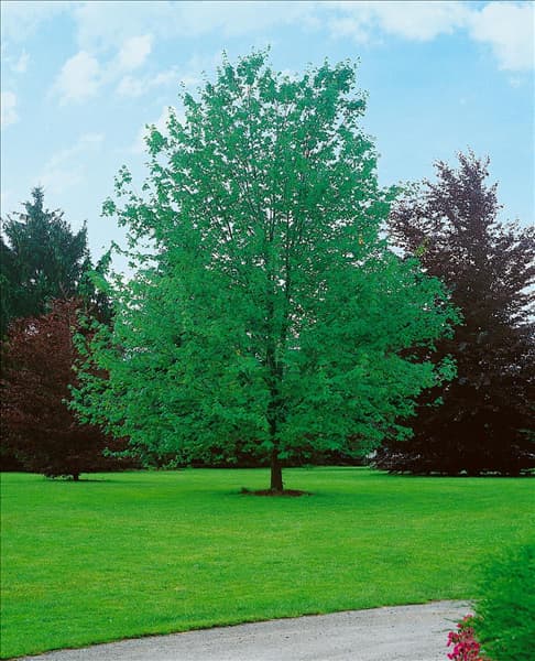 ACER rubrum