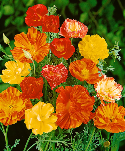 ESCHSCHOLZIA CALIFORNICA DOUBLE MIXED