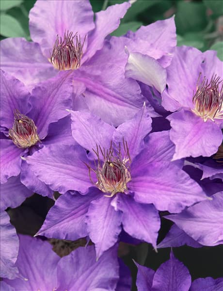 Clematis Parisienne