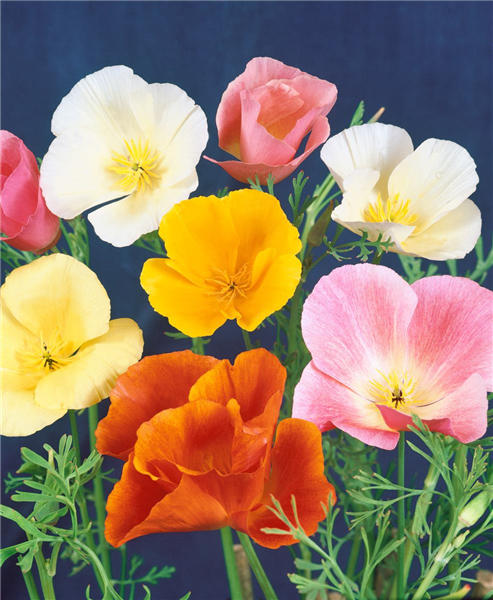 ESCHSCHOLZIA CALIFORNICA