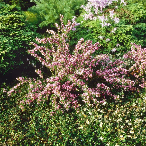 Chamaecytisus purpureus