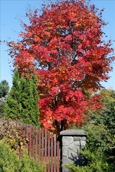 Acer rubrum