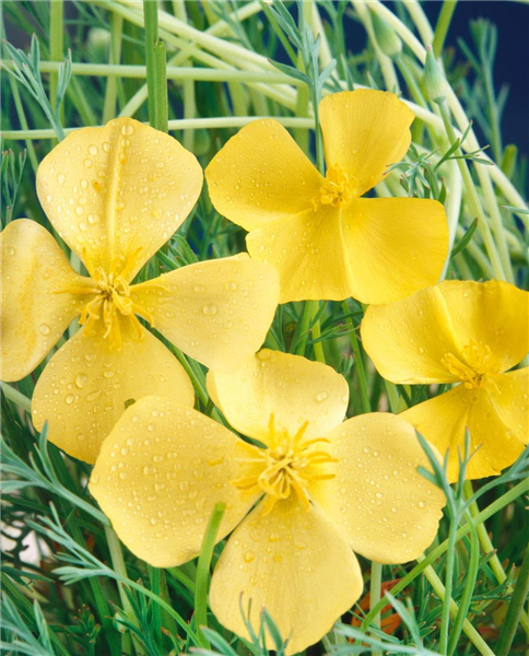 ESCHSCHOLZIA CALIFORNICA