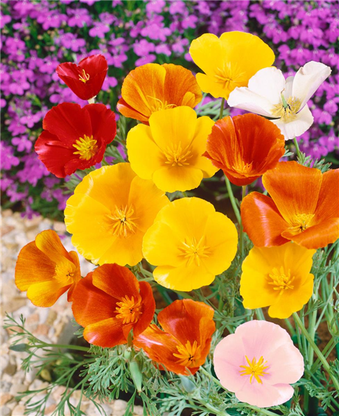 ESCHSCHOLZIA CALIFORNICA SIMPLE MIXED