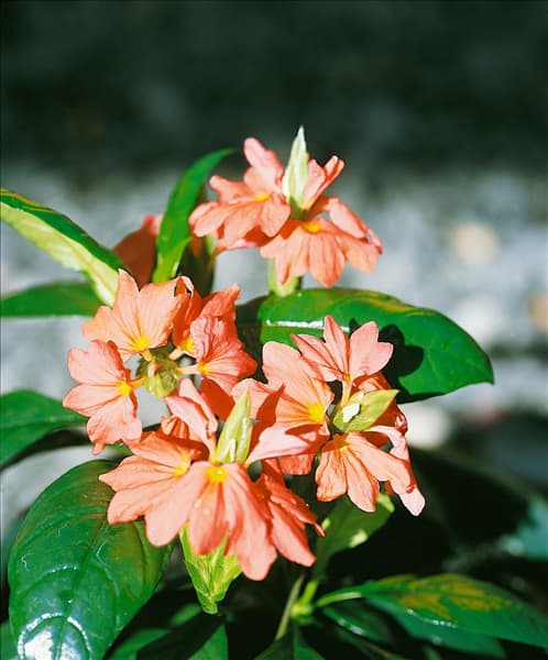 Crossandra infundibuliformis Tropic Flame