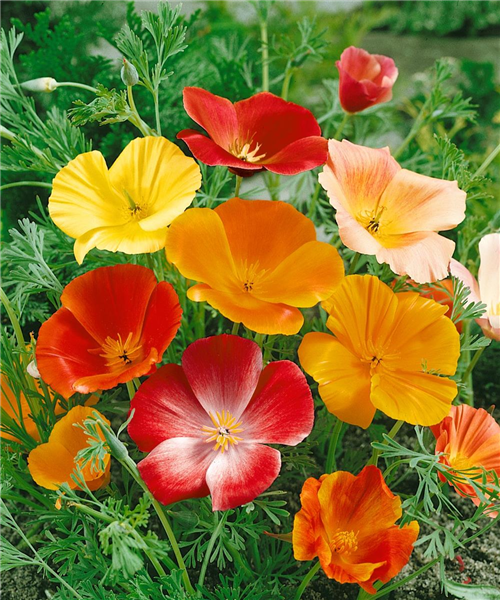 ESCHSCHOLZIA CALIFORNICA SIMPLE MIXED