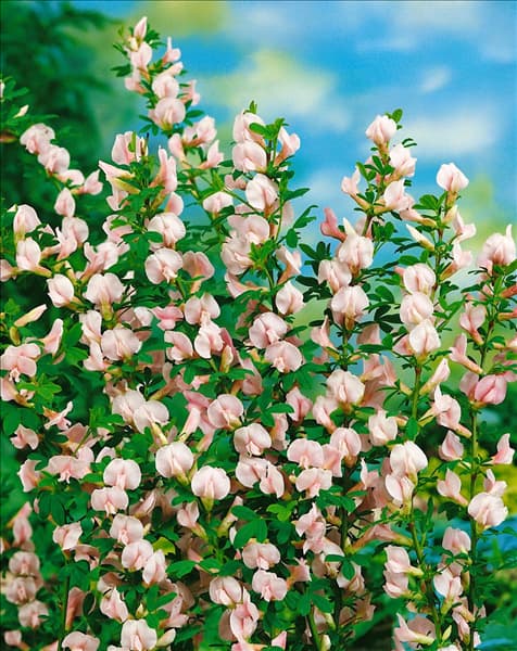 Chamaecytisus purpureus
