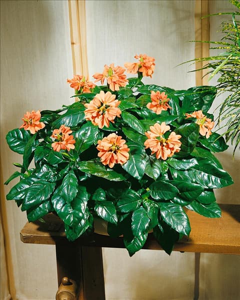 Crossandra infundibuliformis Mona Walhead