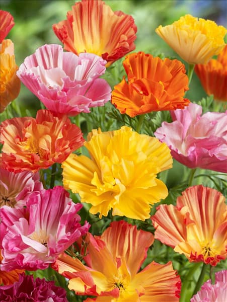 Eschscholzia Thai Silk