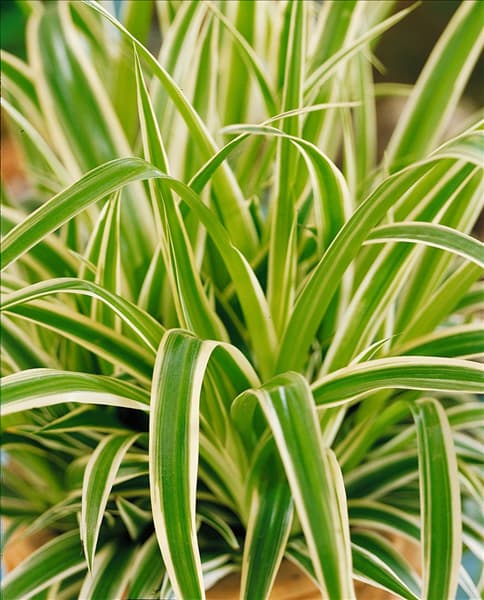 Chlorophytum comosum Variegatum