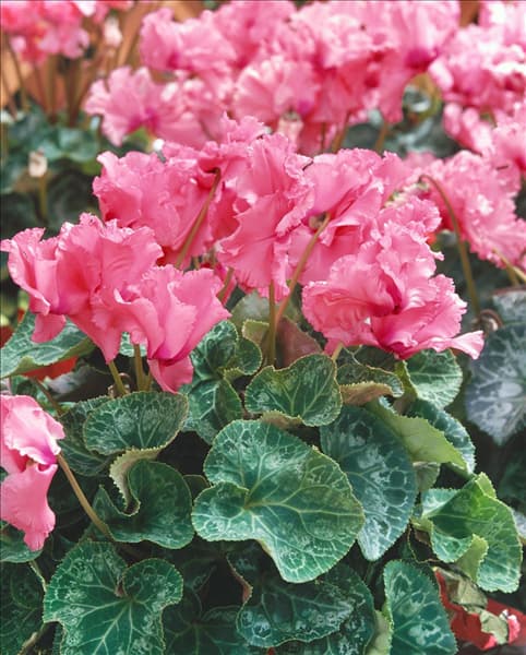 CYCLAMEN BUTTERFLY ROSE PINK