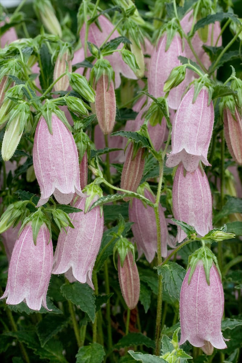 Campanula punctata Pink Chimes