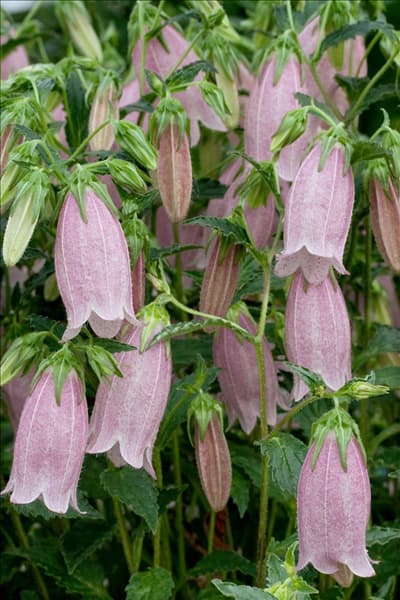 Campanula punctata Pink Chimes