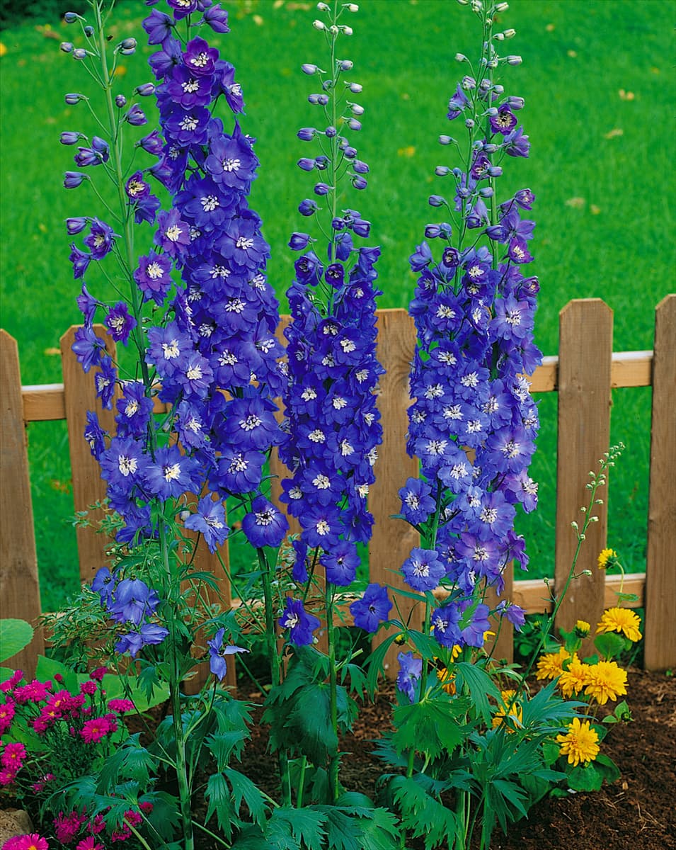Delphinium elatum dark blue