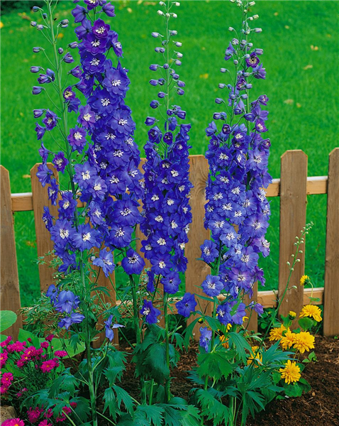 Delphinium x elatum 'Azurzwerg'