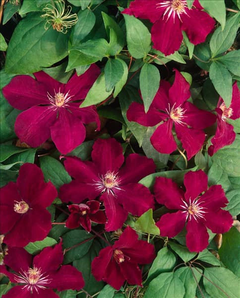 CLEMATIS ROUGE CARDINAL