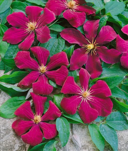 Clematis Rouge Cardinal
