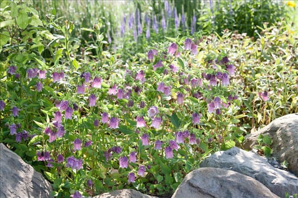 Campanula punctata Pantaloons