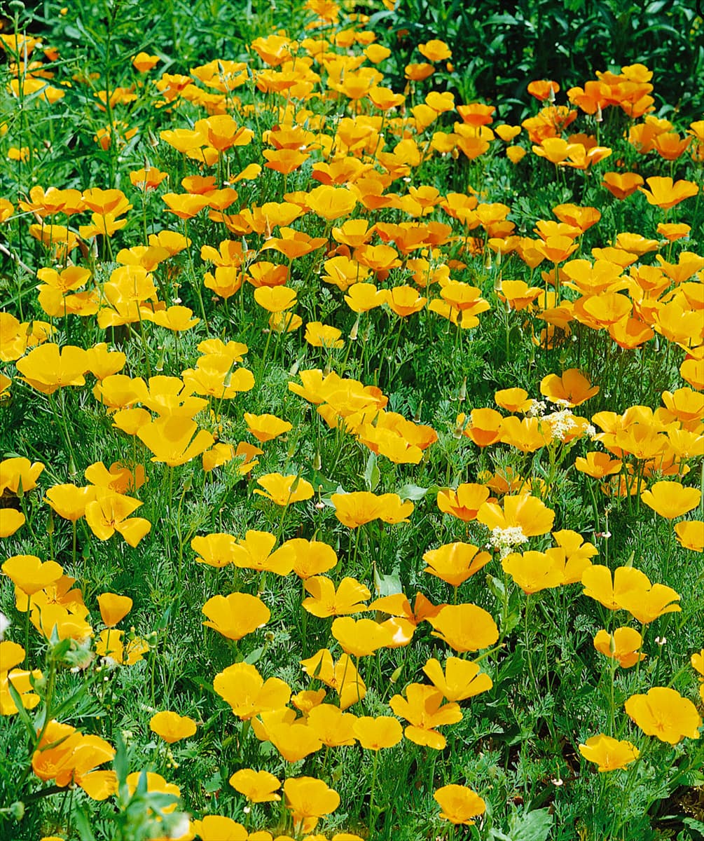 ESCHSCHOLZIA CALIFORNICA