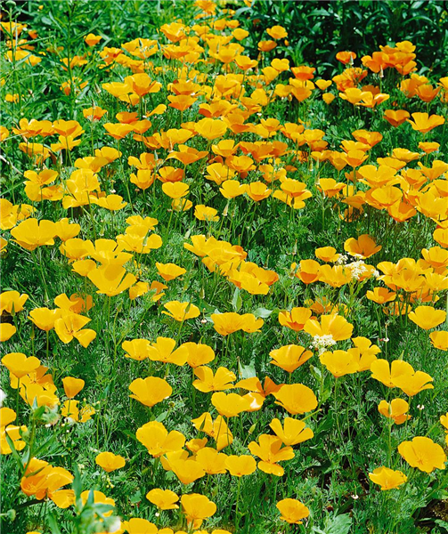 Eschscholzia californica 'Butter Bush'