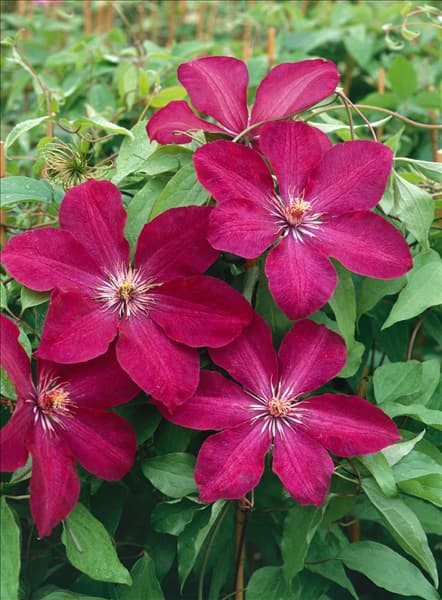 CLEMATIS ROUGE CARDINAL