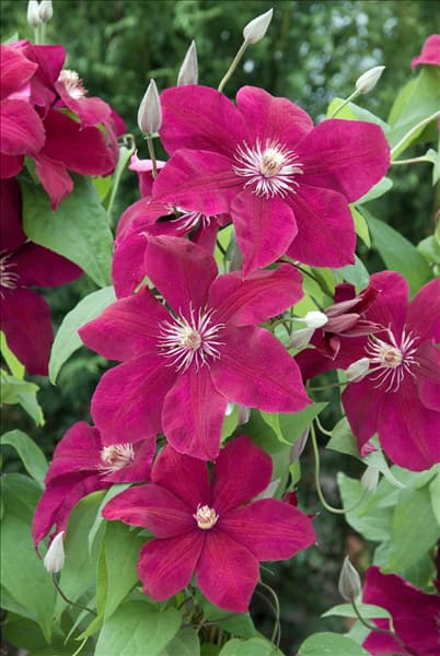 Clematis Rouge Cardinal