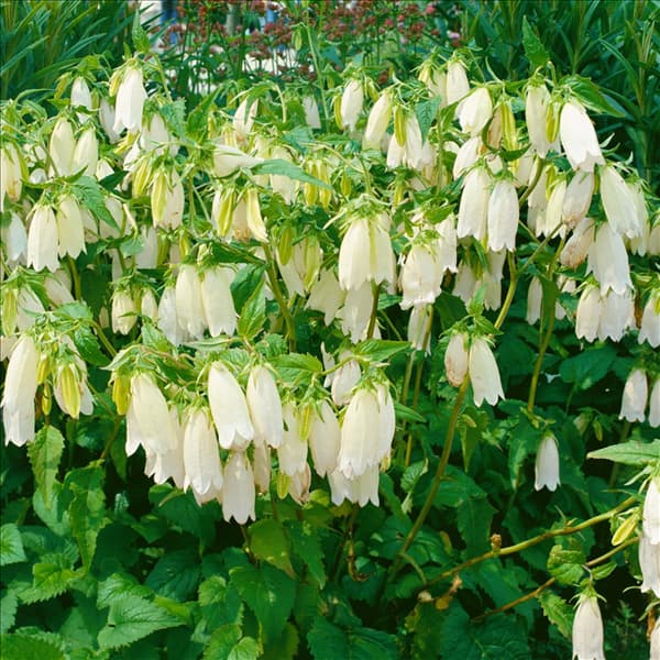 Campanula punctata