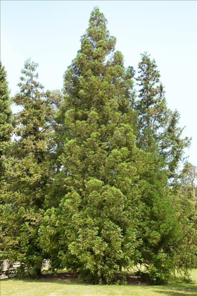 Cryptomeria japonica