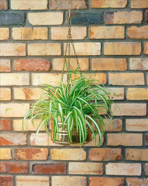 Chlorophytum comosum