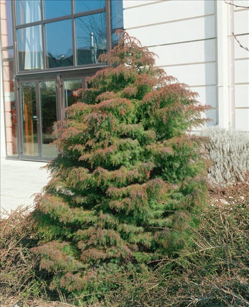 CRYPTOMERIA JAPONICA ELEGANS