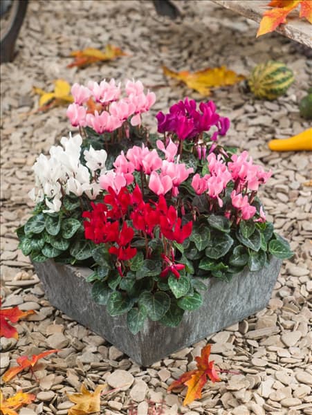 Cyclamen Super Serie Mischung