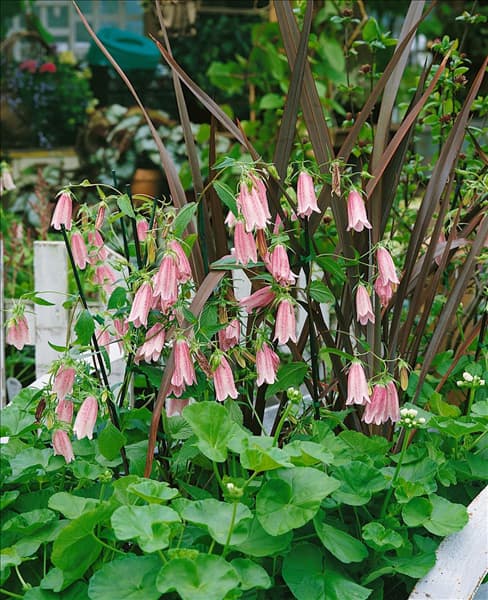 Campanula punctata Elizabeth