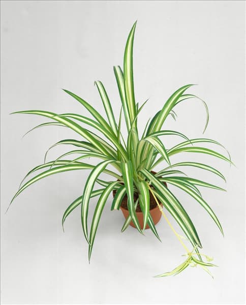 CHLOROPHYTUM COMOSUM VARIEGATUM