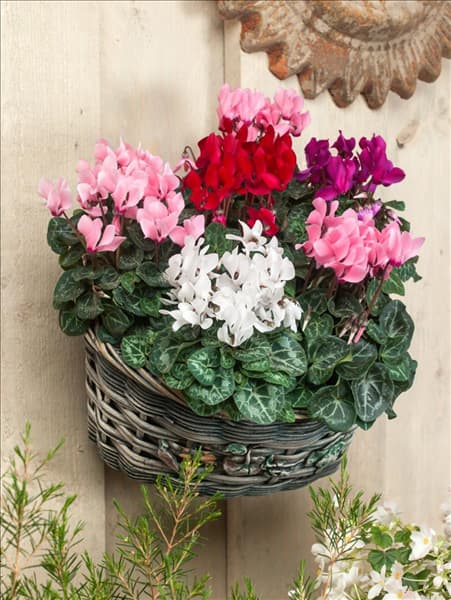 Cyclamen Super Serie Mischung