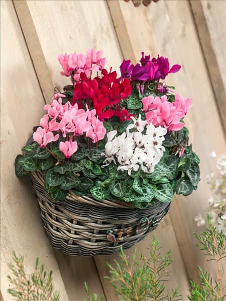 Cyclamen Super Serie Mischung