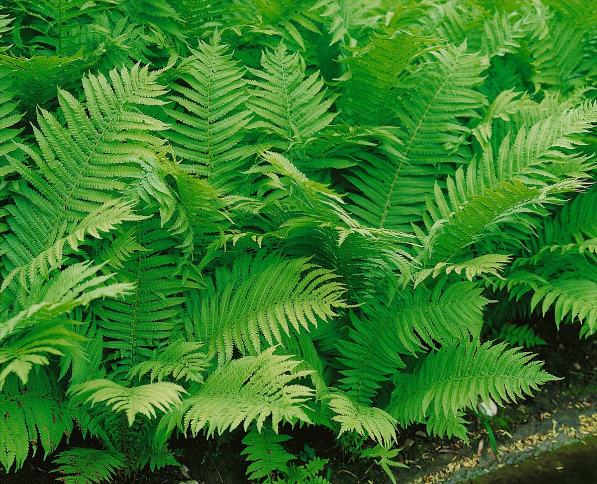 DRYOPTERIS AFFINIS