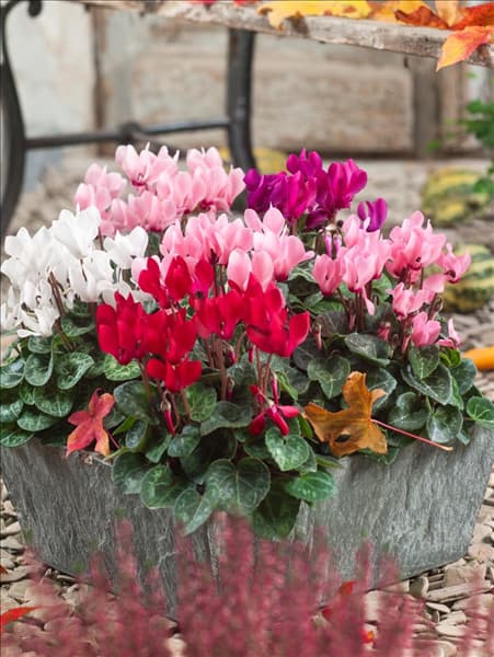 Cyclamen Super Serie Mischung
