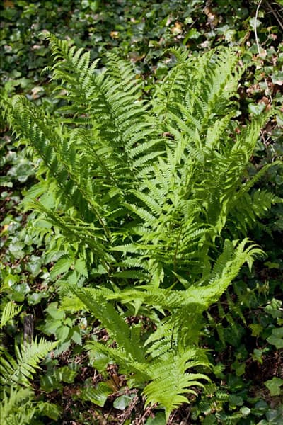 Dryopteris affinis