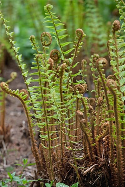 Dryopteris affinis
