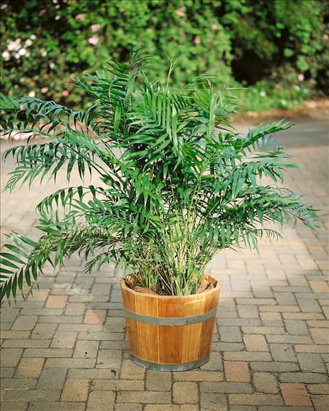 CHAMAEDOREA ELEGANS