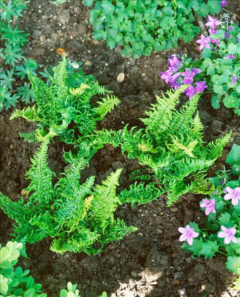 DRYOPTERIS AFFINIS CRISPA CONGESTA