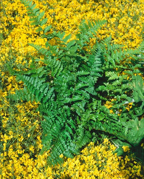DRYOPTERIS AFFINIS PINDERI