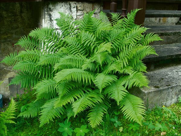 Dryopteris affinis