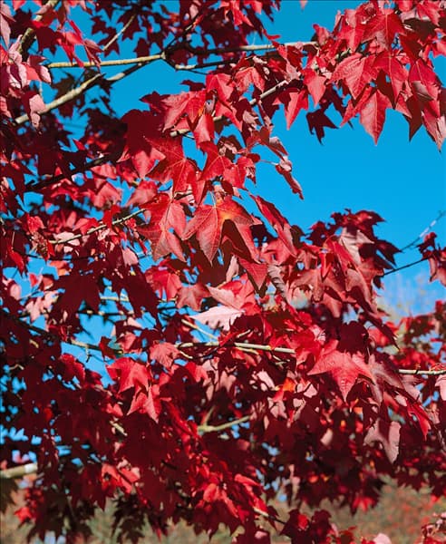 ACER rubrum Morgan