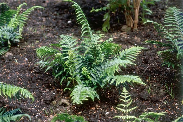 Dryopteris affinis Crispa