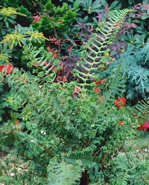 DRYOPTERIS AFFINIS CRISTATA THE KING