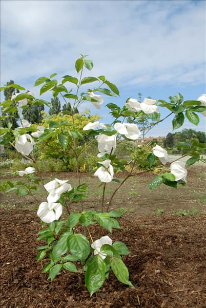 Cornus KN30-8 VENUS