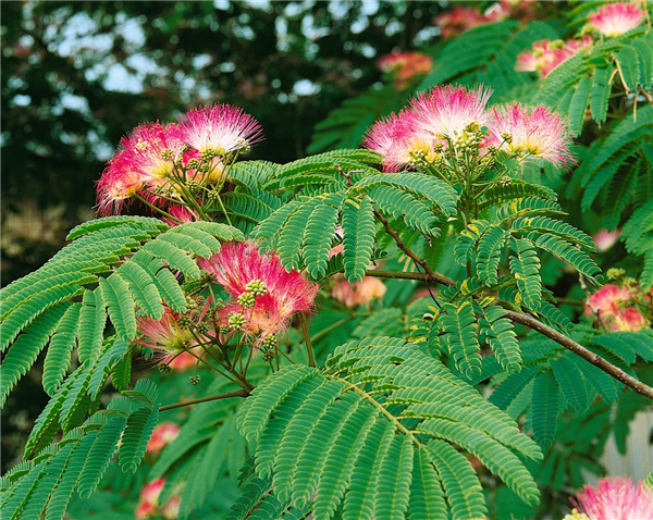 Albizia julibrissin
